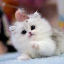 서울고양이분양 묘연 | 먼치킨고양이분양 전 꼭 체크할 것, 캣프렌즈에서 만난 찐묘연 후기