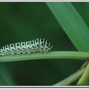 나비 한살이 이미지