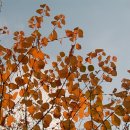 달콤한 나무 이미지