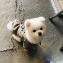 세련언니부띠끄