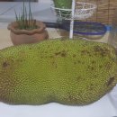 열대과일의 황태자 잭프룻(Jack Fruit)을 아시나요? 이미지