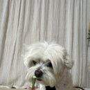 몽이1푸드 이미지