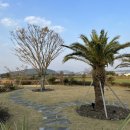 광이멀 103 이미지