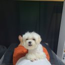 어제모했어슈가왁싱