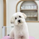 리틀 플라워 | 서울 꼬똥 미용 리틀플라워 미용 후 2개월간 후기! (꼬똥드툴레아 미용 및 털관리)
