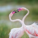 오듀본 사진상 (Audubon Photography Awards) 선정 톱 100
