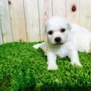 비숑이즈 이미지