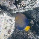 (주) 제비 소프트 | 8월 6일~8월 14일