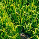 새하양세탁소 이미지