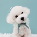 베스띠몽 이미지