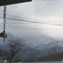 스테이치목 이미지