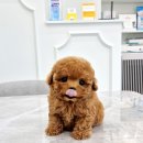 우리퍼피