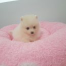 펫월드 시민공원점 앞(새싹로 76) | 부산애견분양 이쁘게 사랑해주세요.