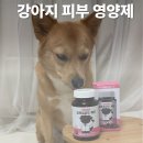 강아지 피부 영양제 추천받은 멍템 성분에 대해
