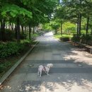 신정애견 | [신정네거리] 애견동반카페 '카페 무수' 신정동카페 &amp; 소품샵 🐾 소확행