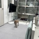 김성록동물병원 이미지