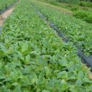 칠보농협 옹동제약 이미지