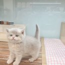 대전고양이분양 루나캣 | 대전세종고양이분양 루나캣 믿고 선택한 이유