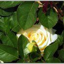 장미공원B 이미지