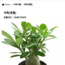 도서 후기: (책) 괴근식물