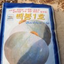 백봉단호박, 수퍼골든<b>베리</b>등 모종 판매합니다.(판매종료)