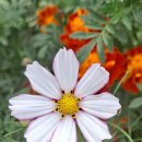 MBTI로통하는법 이미지