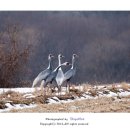 대위리-양지리 이미지