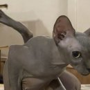 순복이네 스핑크스 이미지