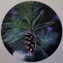 잣나무집 이미지