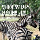 기린06 | [두바이 모리셔스 신혼여행 기록] 06. 모리셔스 사파리 카젤라 파크 에코라이더