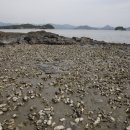 장도낙지 이미지