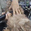 내사랑땡구 이미지