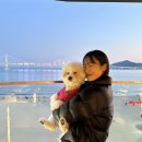 합천카서비스 | 3박 4일 반려견 동반 부산여행 3,4일차 (송도해상케이블카, 국제시장, OK도매횟집)