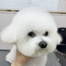 그루밍 501 이미지