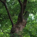 야생화편지 이미지