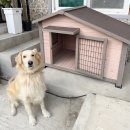 집 | 원목 개집 대형견집 골든리트리버 집 후기, 디오가든