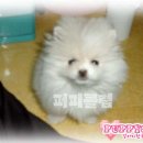 퍼피클럽 이미지