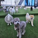 멍멍아학교가자 (대곡점) 이미지