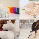 나인페츠 이미지