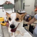 품 동물의료센터 이미지