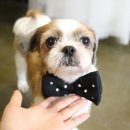 더케이 동물병원 이미지