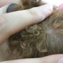 경북가축병원