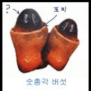 그 집 특이한 메뉴 - 숫총각버섯 : 초고버섯 이미지