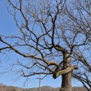 봉화여관 | [이종민의 나무오디세이] ‘산나물의 귀족’ 음나무(엄나무)