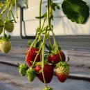 다은농장 이미지