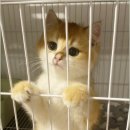 캣그램 광주 고양이분양 이미지