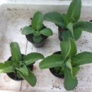 참살이농장 이미지