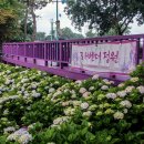 울산시 남구 장생포 수국축제 수국꽃 라벤더꽃 풍경 이미지