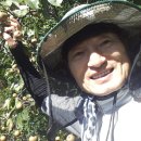 자연산 오미자와 돌배, 꾸지뽕 열매 효소담기 이미지