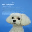 아띠퍼피 이미지